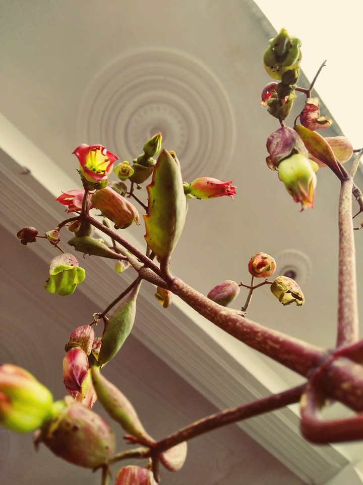 plant