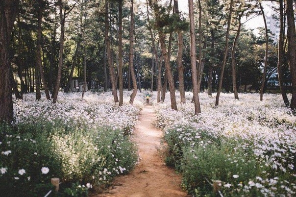 Сhamomile edge