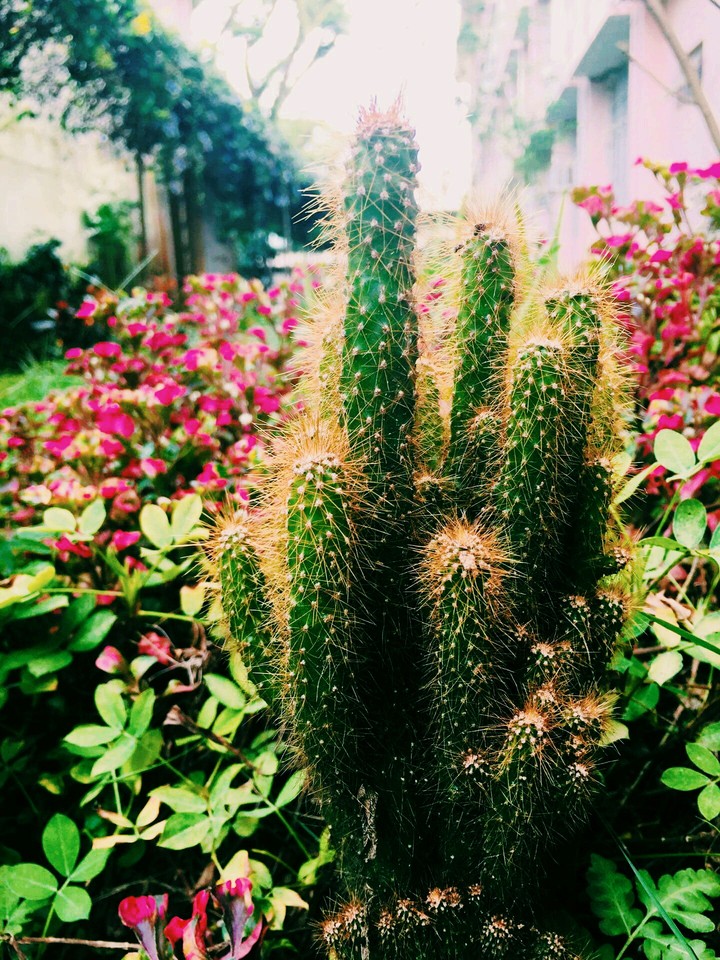 Cactus