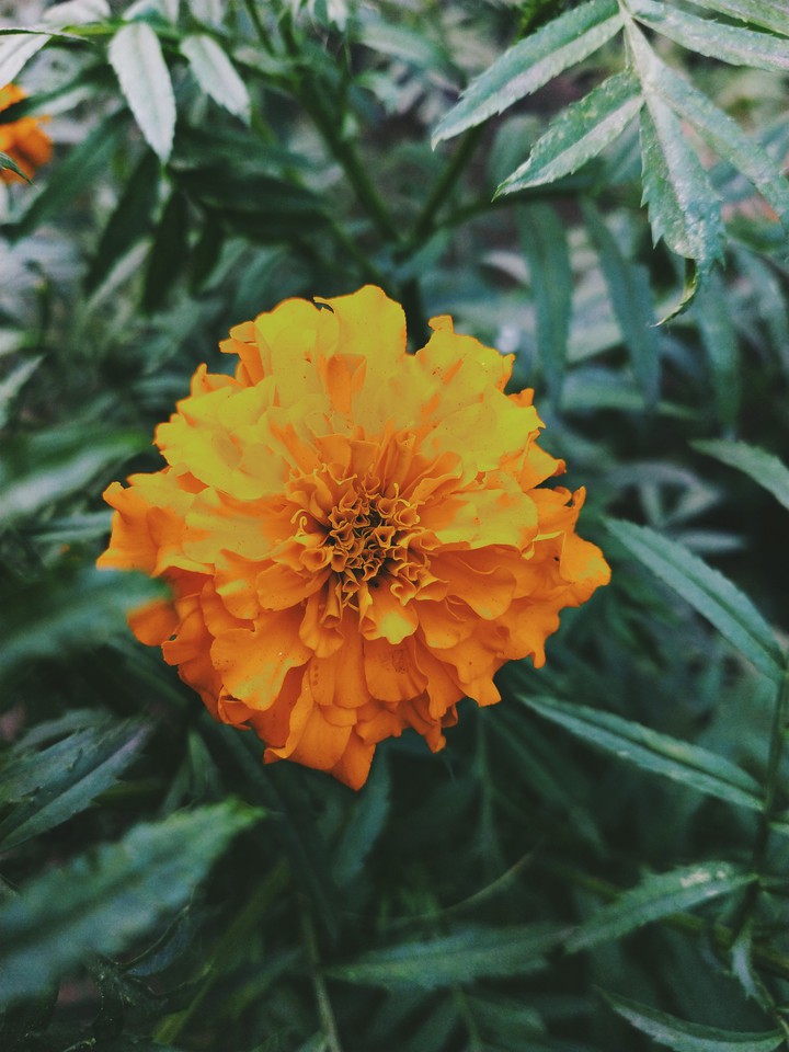 marigold