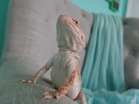 lizard