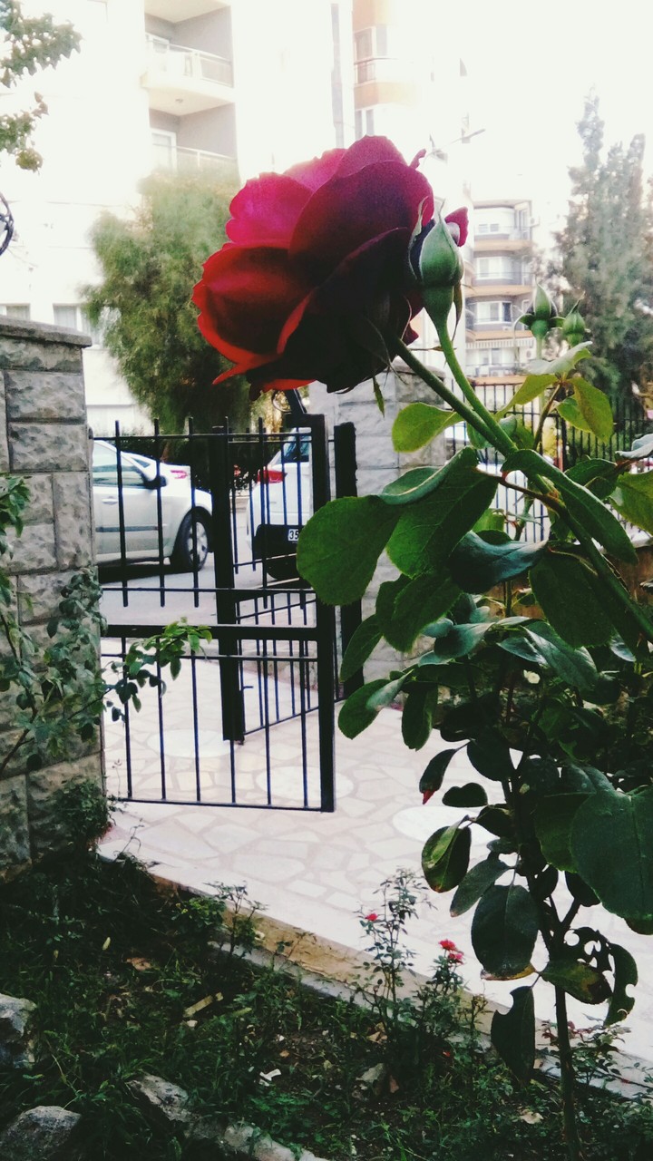 rose