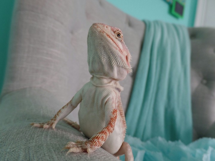 lizard