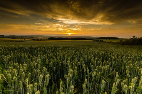 In The Wheat Fields.