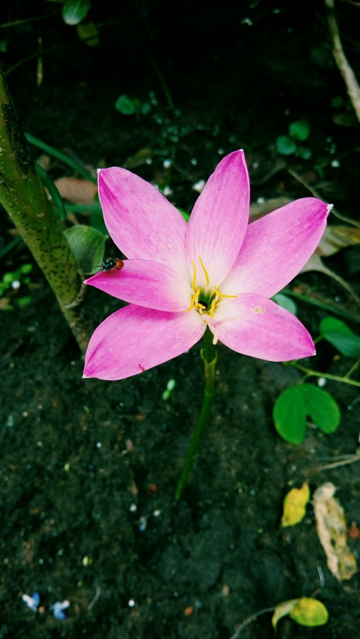 Pink love