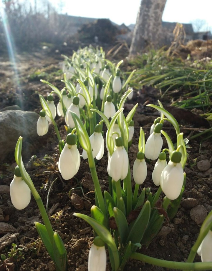 snowdrops