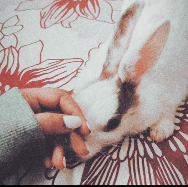 bunny
