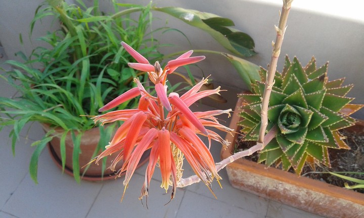 flower