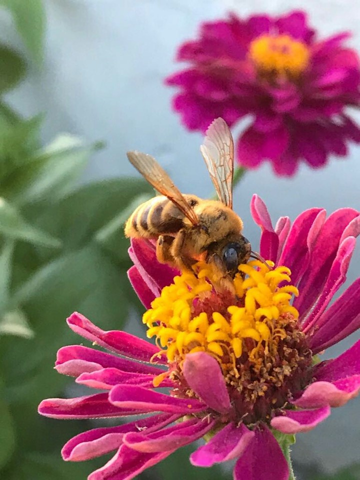 the bee 