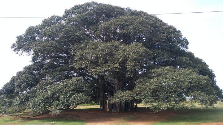 Big Banyan tree