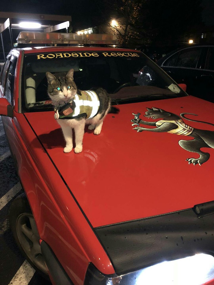 Брысь!