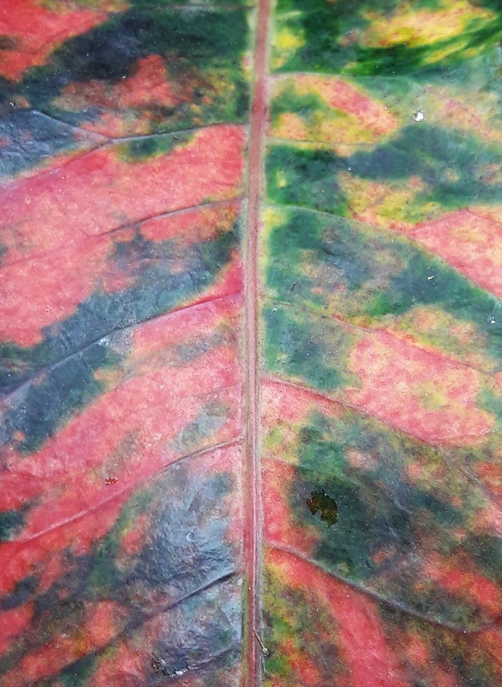 Rust & Swamp
