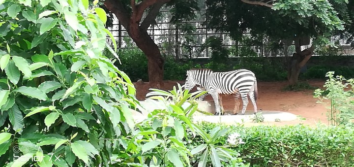White Zebra