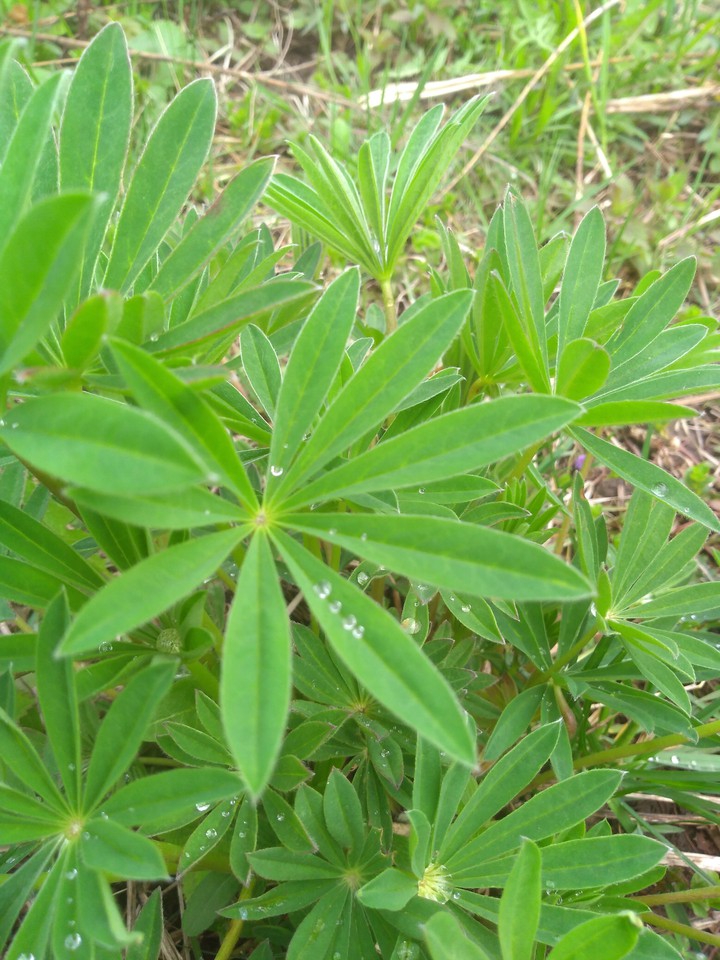 Grass after rain