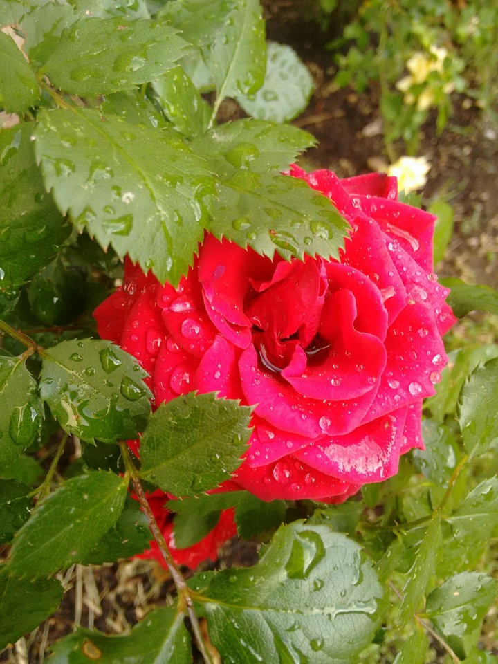 After the rain