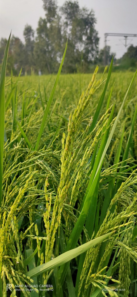 Green plant