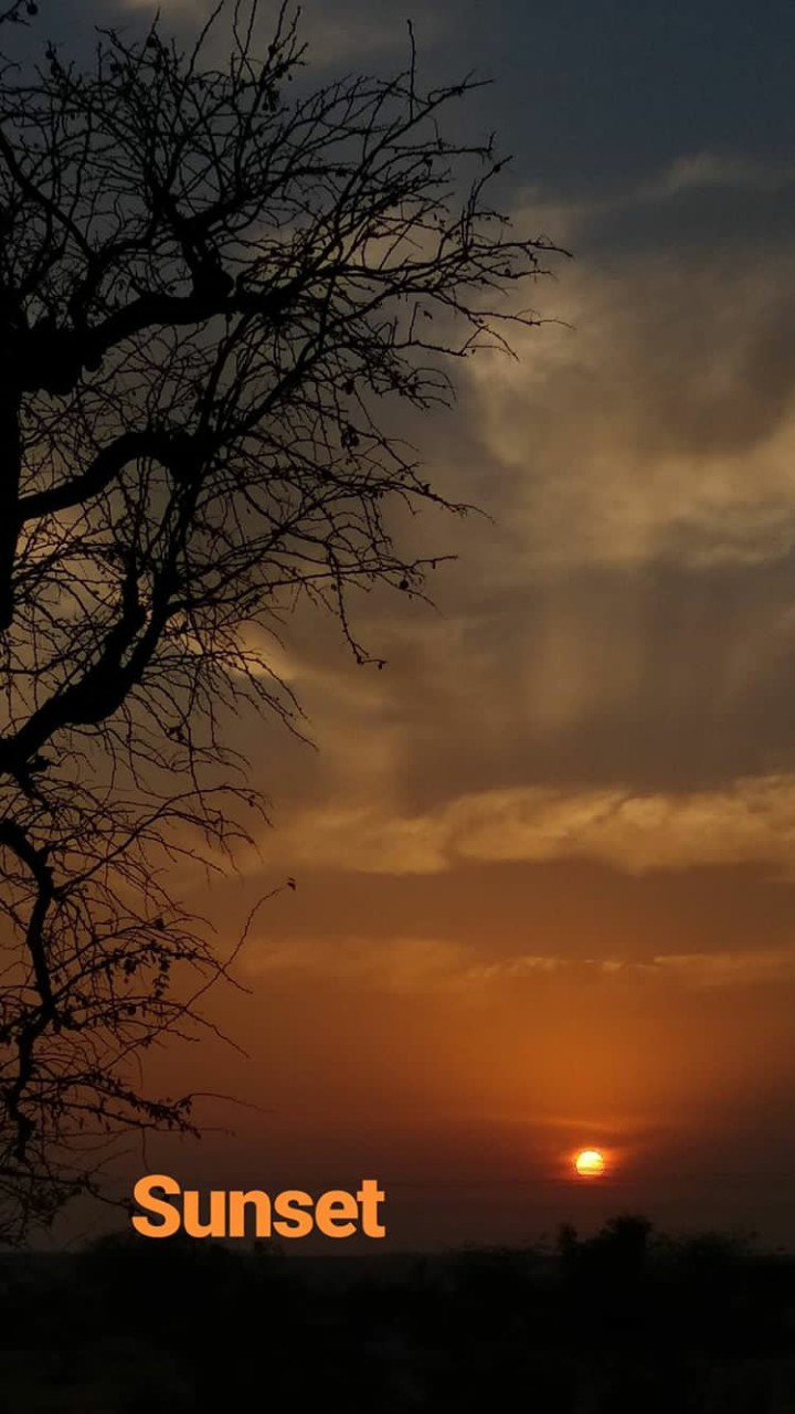 sunset #sky#beautiful#tree#sun