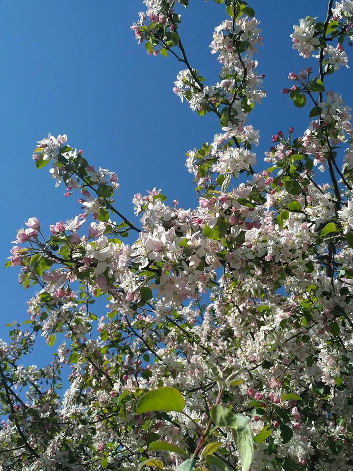 Flowers of apple three (no filters)