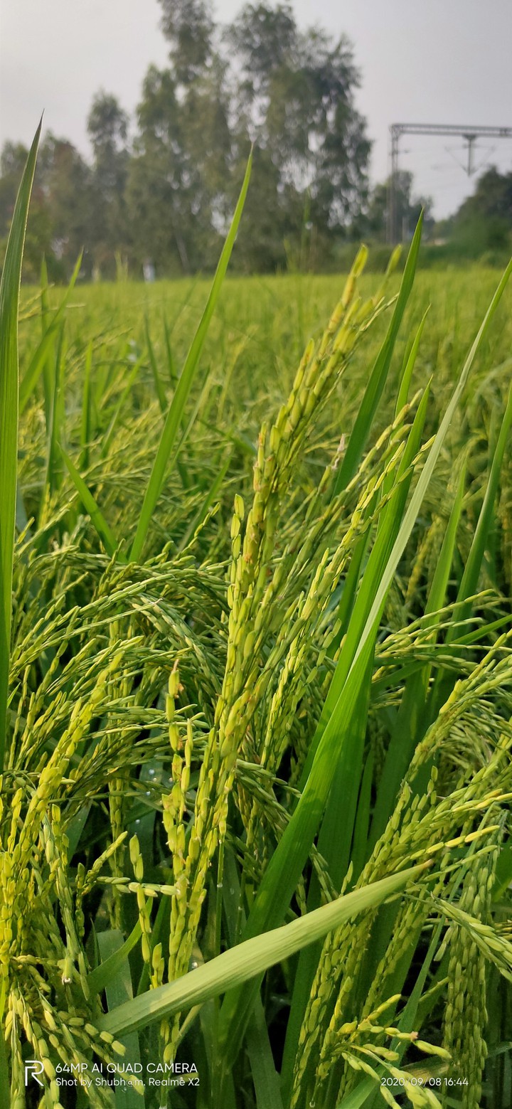 Green plant