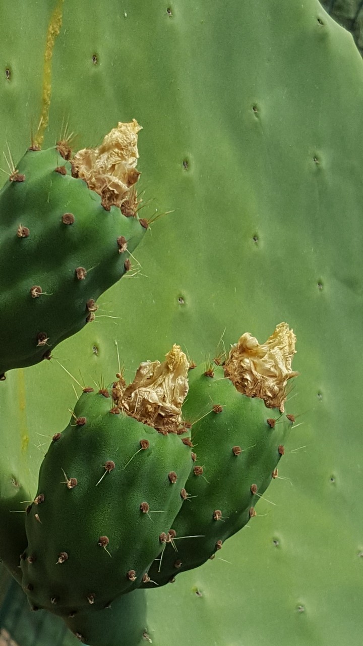 Opuntia ficus-indica