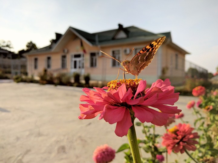 flower