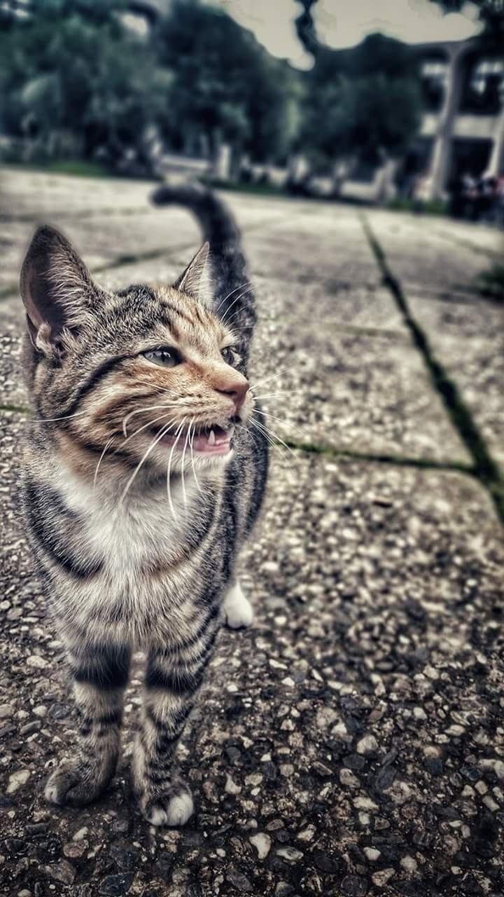 Cat
