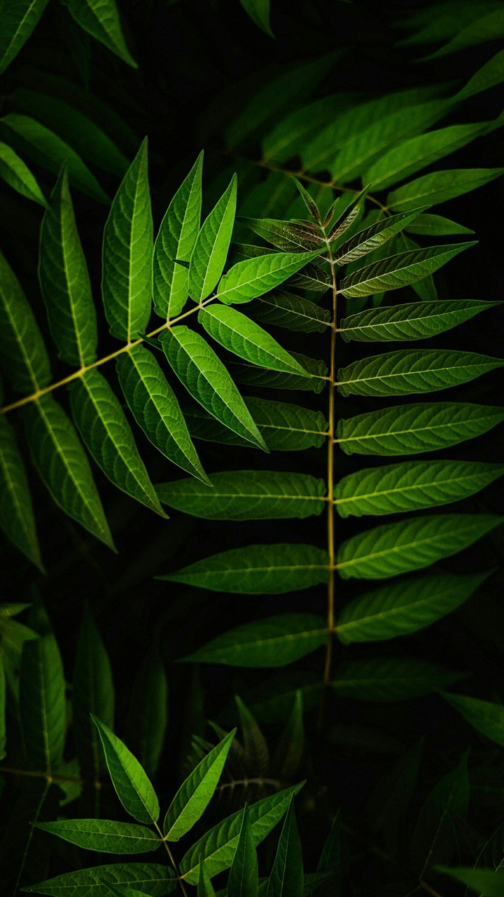 Let's Go Green ✨