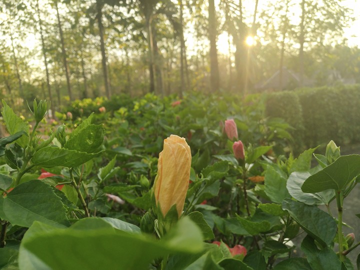 flower 2
