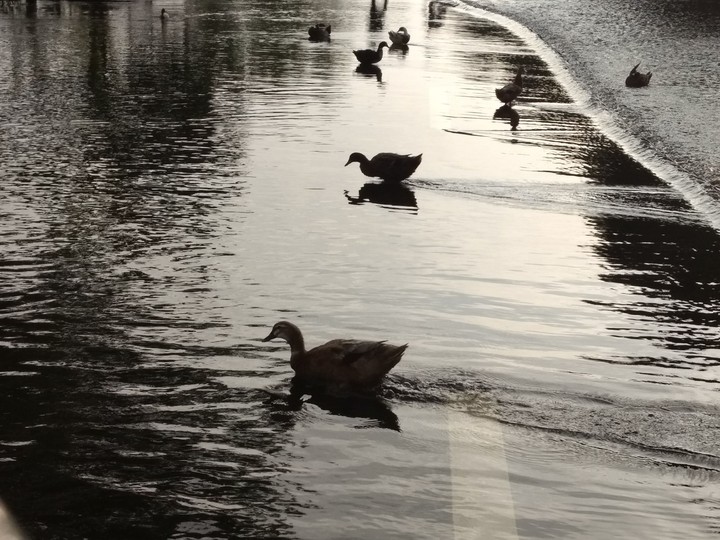 Ducks crossing road in flood