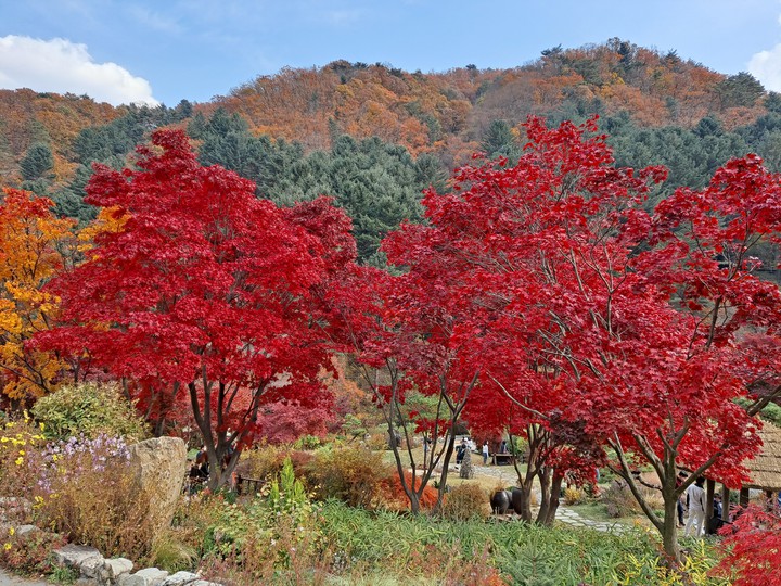 가을단풍