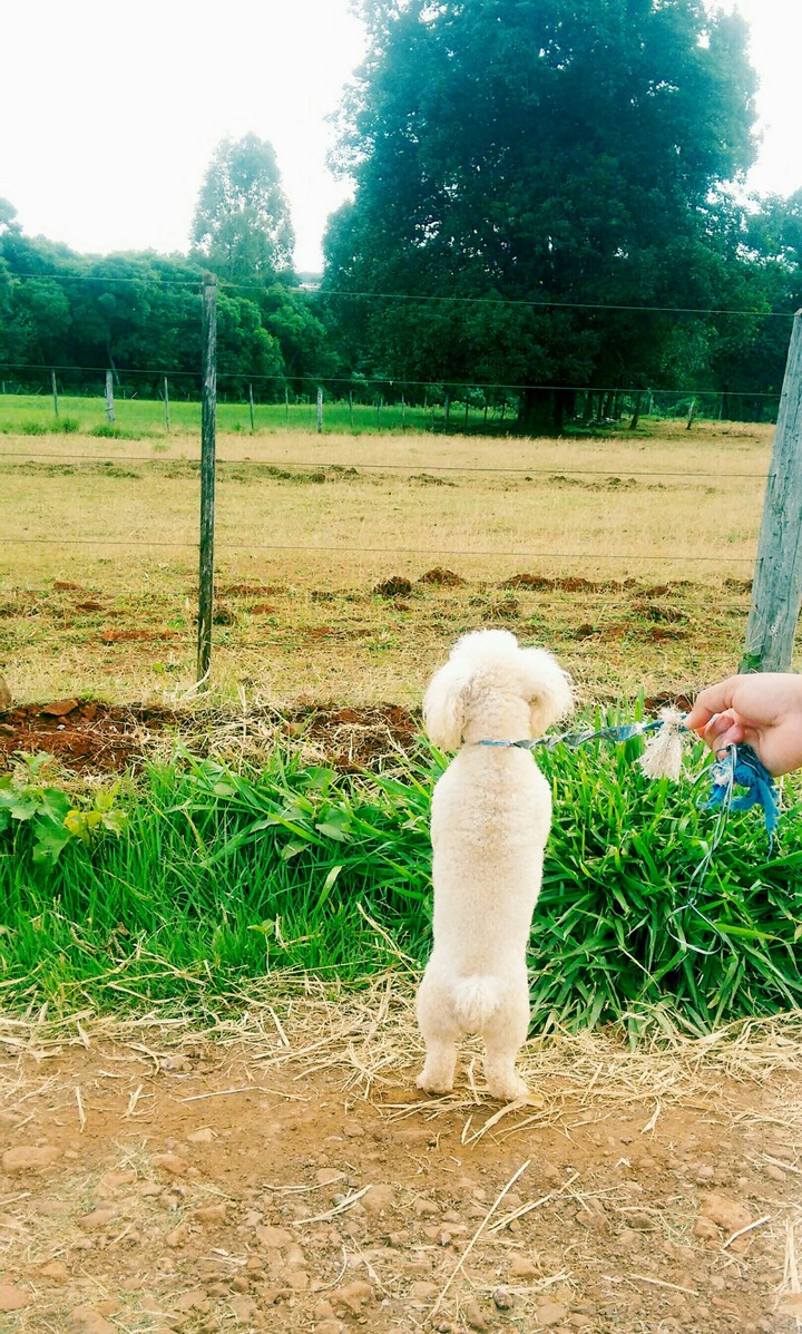 dog