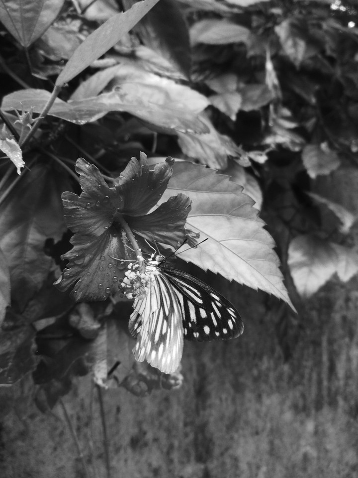 butterfly