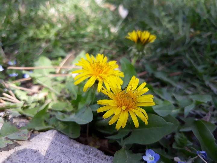 flower