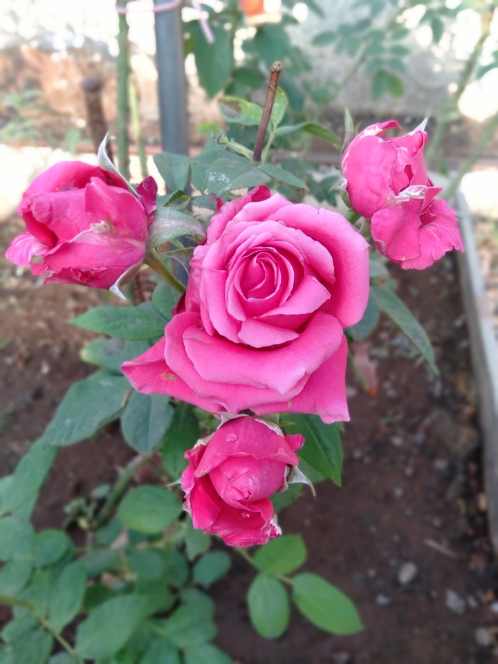 sweet 