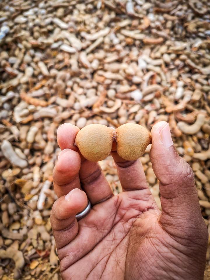 tamarind