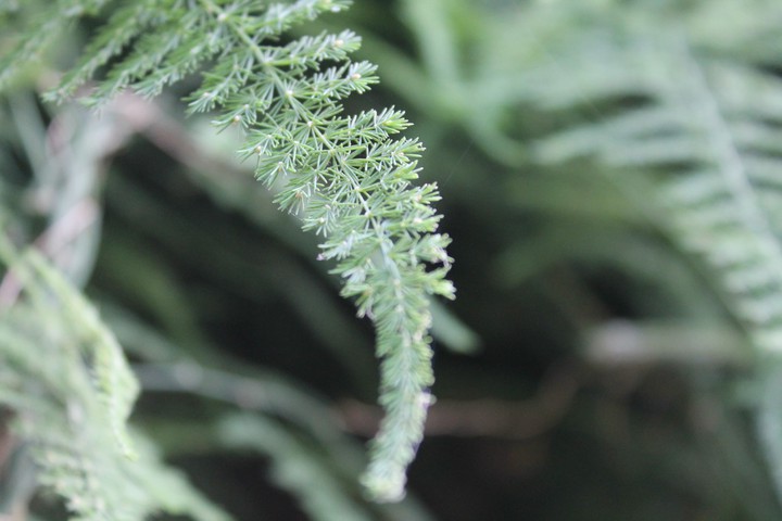 Sprig of plant
