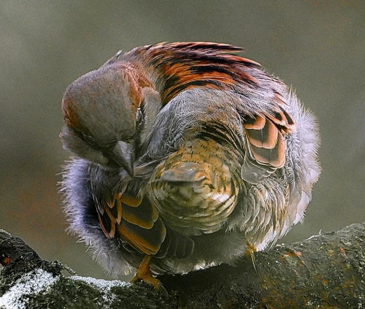sfondi wrinkle, bird
