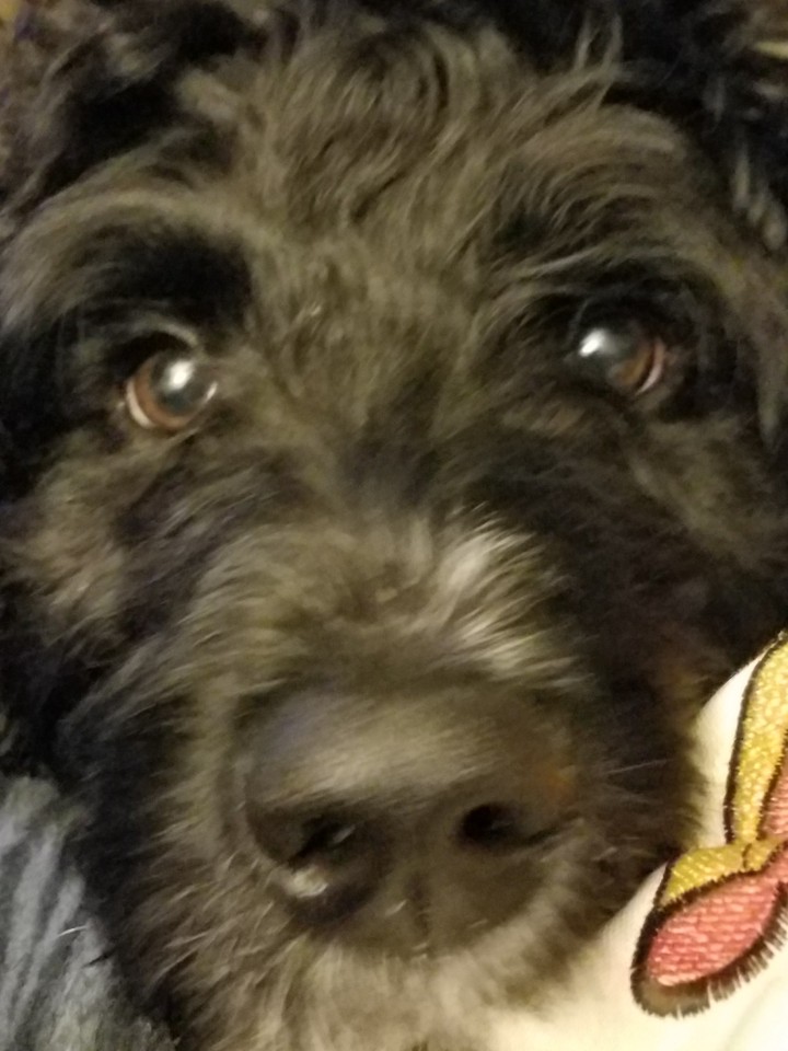 Ocho
