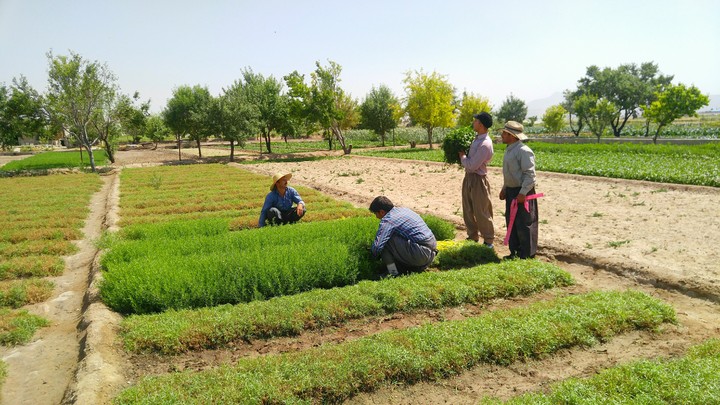 Tabriz province - Iran