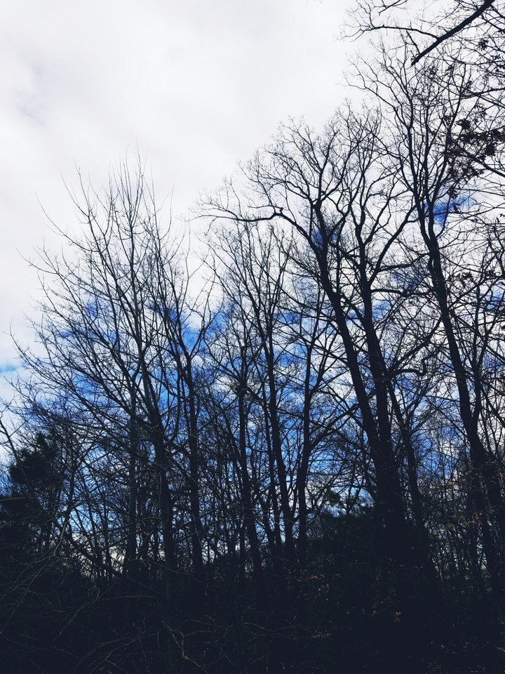 Tree Light