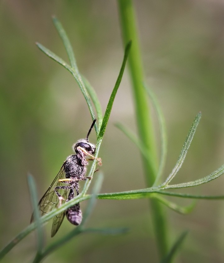 Tiny Life