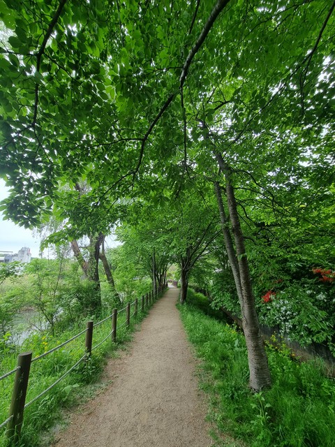 shrub, branch壁紙