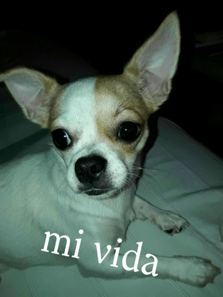 chihuahua toy