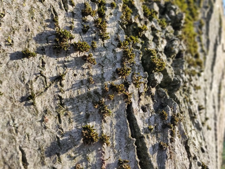 Wood texture