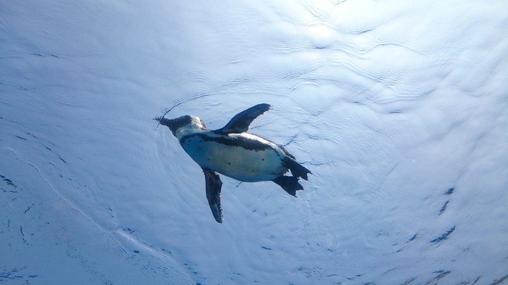 flying!
