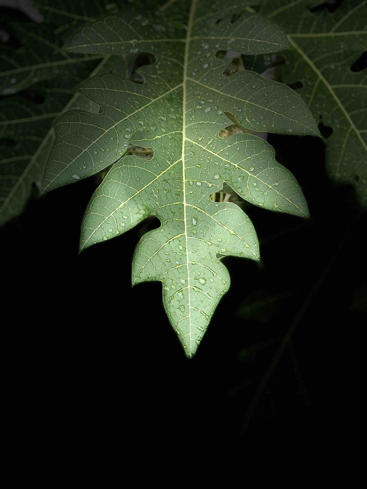leaf