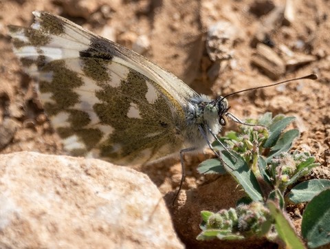 sfondi butterfly, lepidoptera