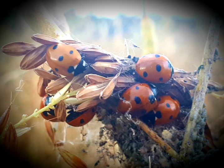 a nest full of ladybugs