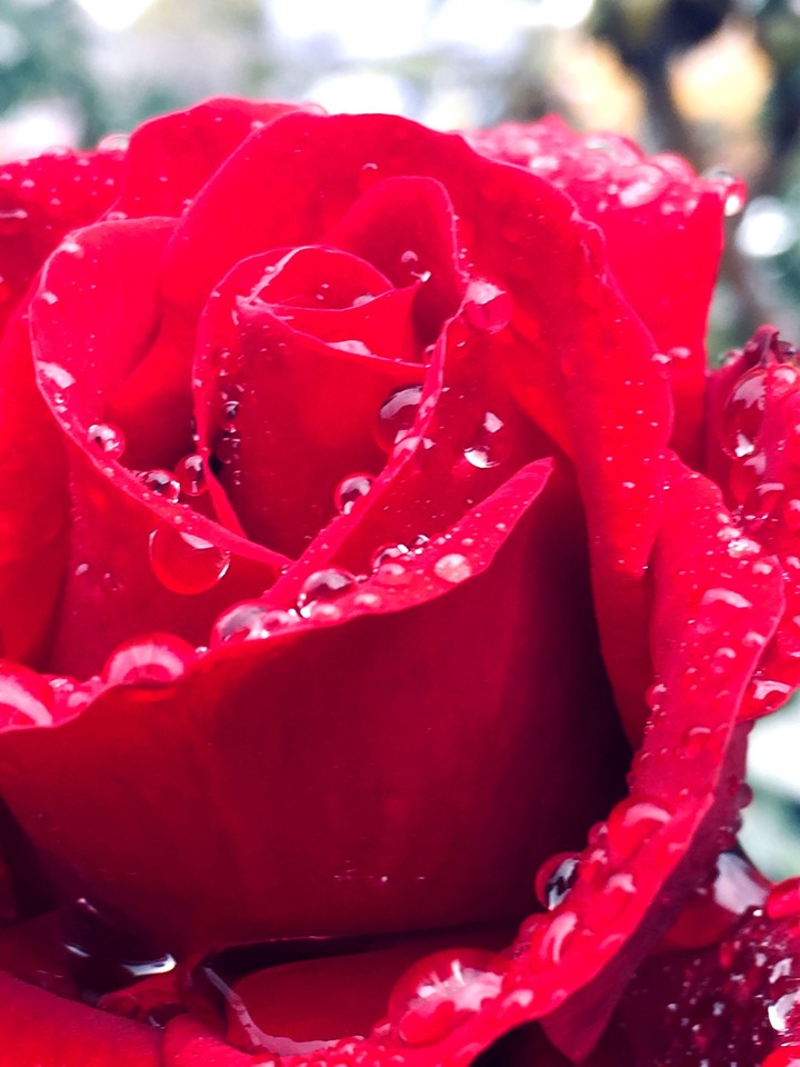 rose are red violets are blue this flower is for you