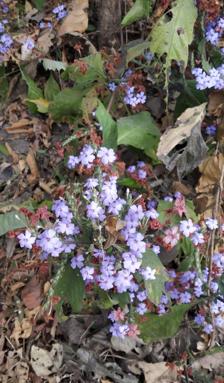 wildflower